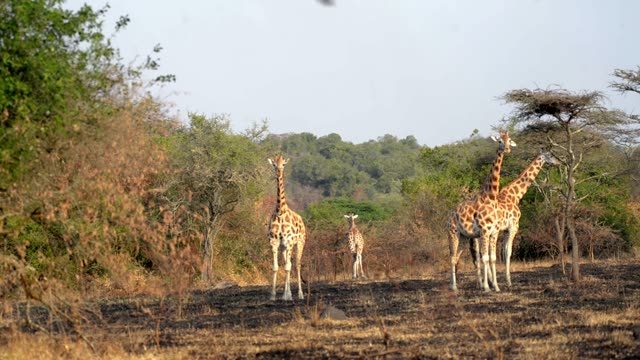 Giraffe Family Walking Savanna
