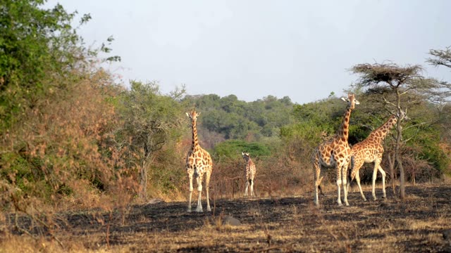 Giraffe Browsing Acacia Tree