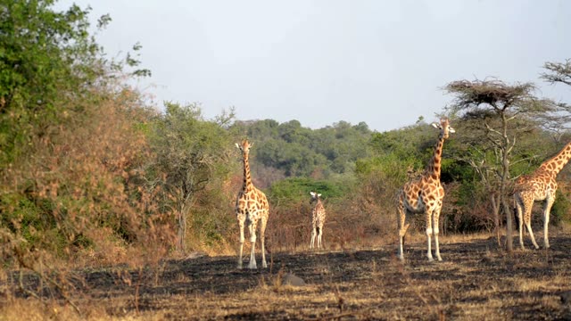 Giraffe Family Walking Savanna