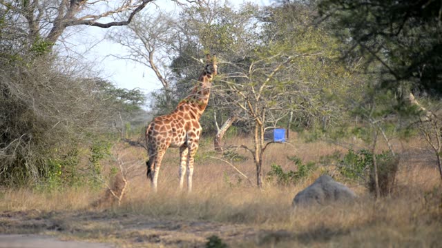 Giraffe Family Walking Savanna