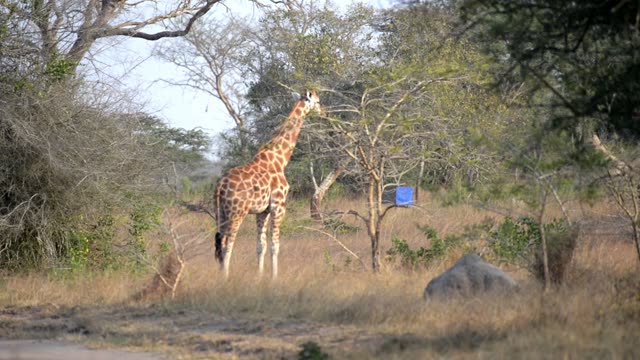 Giraffe Browsing Acacia Tree