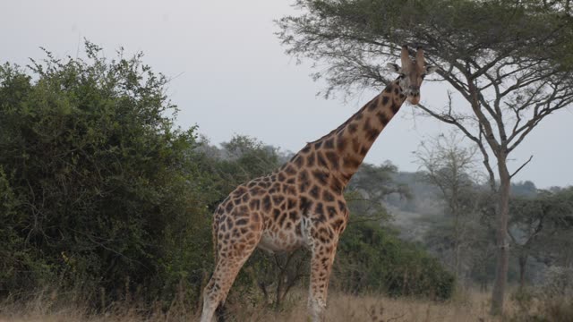 Giraffe Family Walking Savanna