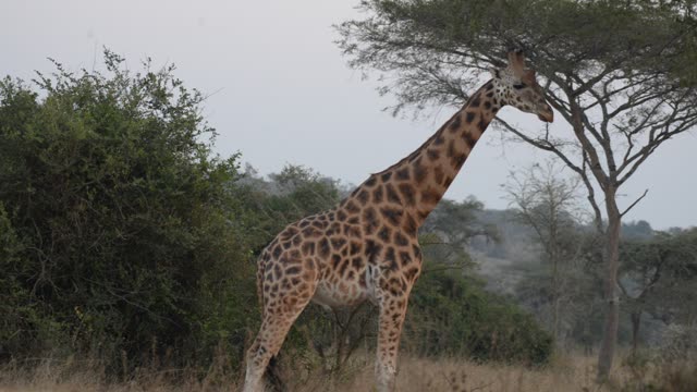 Giraffe Browsing Acacia Tree
