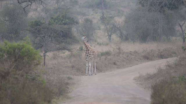 Giraffe Crossing Dirt Road