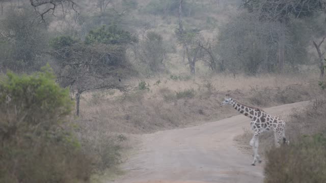Researcher Observing Giraffe Herd