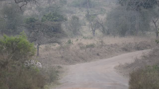 Giraffe Crossing Dirt Road