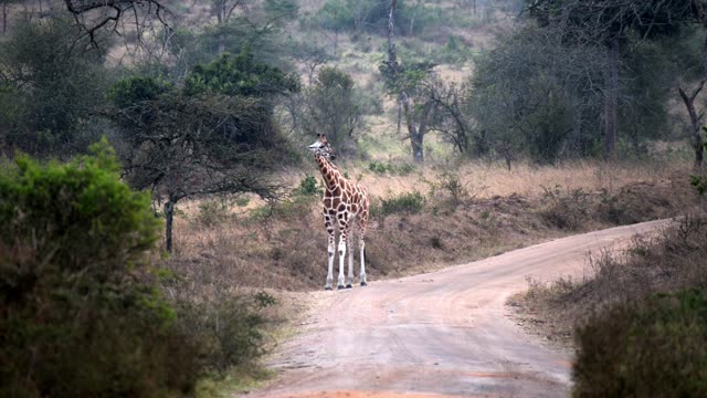 Researcher Observing Giraffe Herd