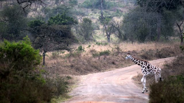 Giraffe Crossing Dirt Road