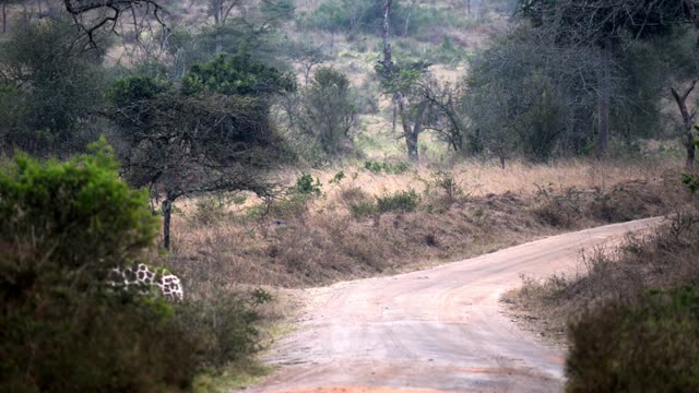 Researcher Observing Giraffe Herd