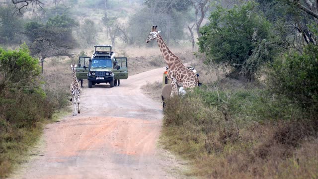Giraffe Crossing Dirt Road