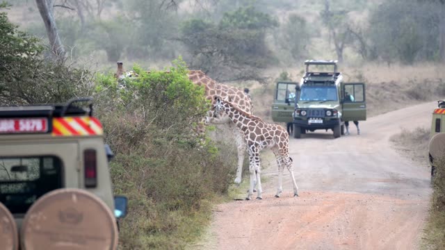 Giraffe Crossing Dirt Road