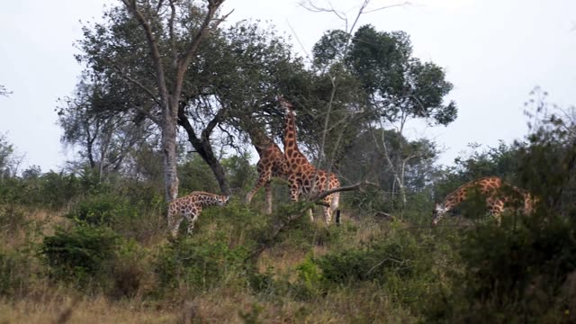 Giraffe Crossing Dirt Road