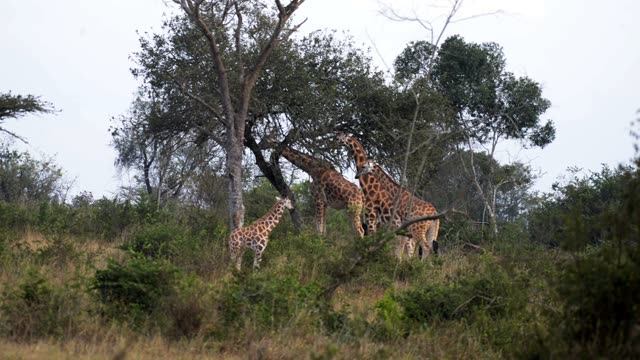 Researcher Observing Giraffe Herd