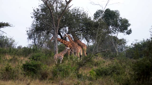 Giraffe Crossing Dirt Road