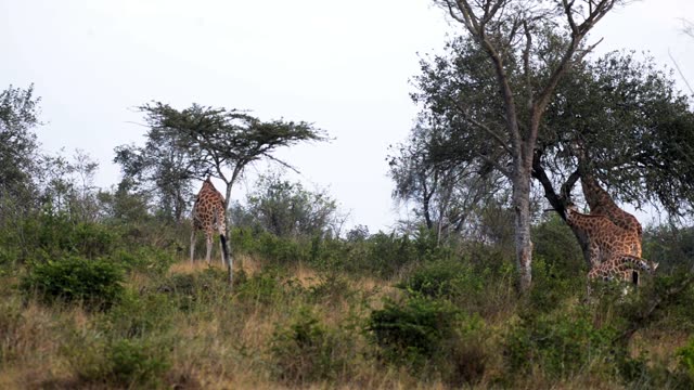 Researcher Observing Giraffe Herd