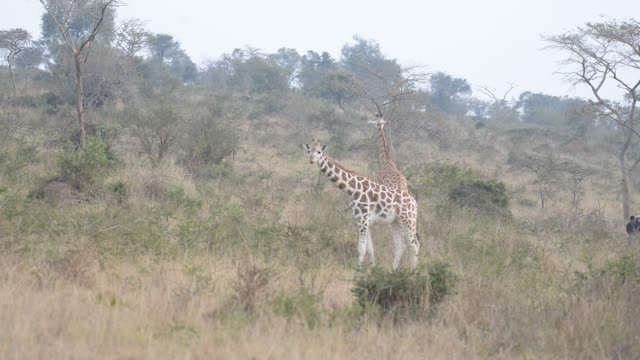 Researcher Observing Giraffe Herd