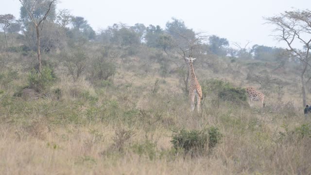 Giraffe Crossing Dirt Road