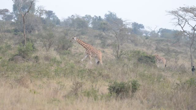 Researcher Observing Giraffe Herd
