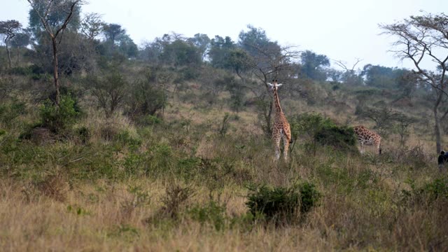 Giraffe Crossing Dirt Road
