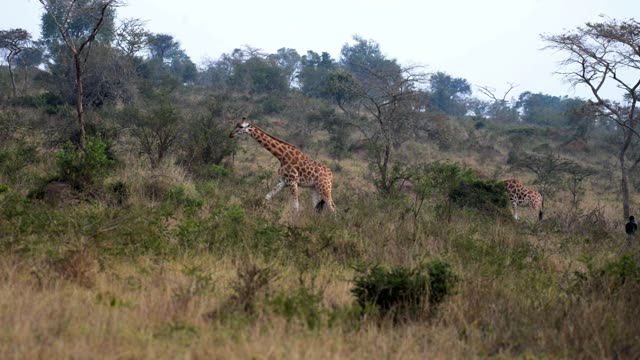 Researcher Observing Giraffe Herd