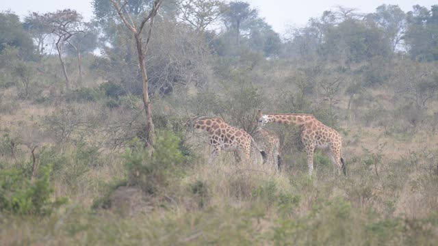 Giraffe Crossing Dirt Road
