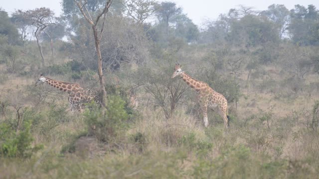 Researcher Observing Giraffe Herd
