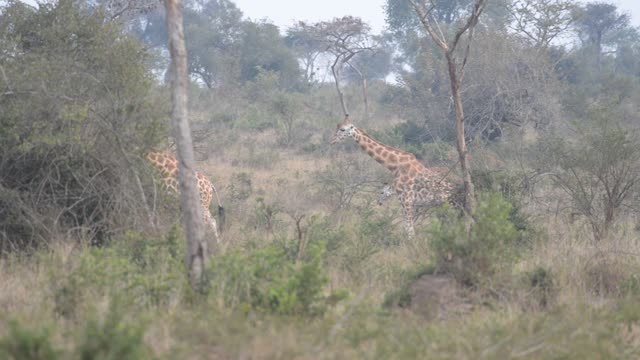 Giraffe Crossing Dirt Road