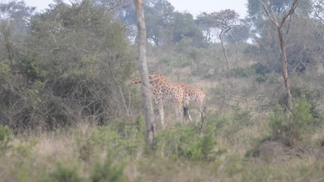 Researcher Observing Giraffe Herd