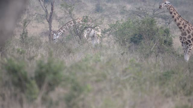 Researcher Observing Giraffe Herd