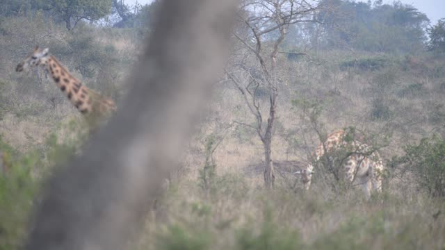 Giraffe Crossing Dirt Road