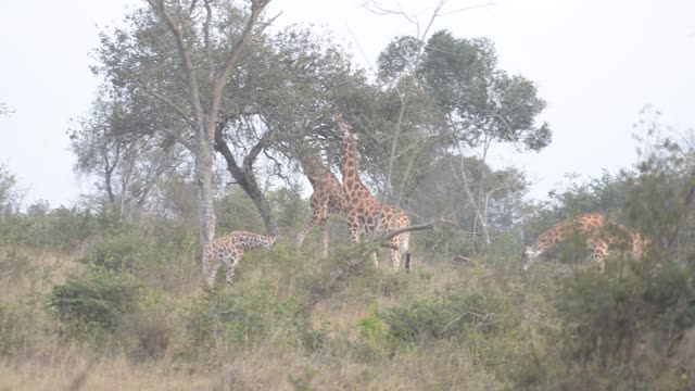 Researcher Observing Giraffe Herd