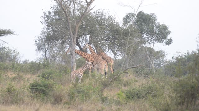 Researcher Observing Giraffe Herd