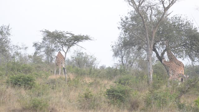 Giraffe Crossing Dirt Road