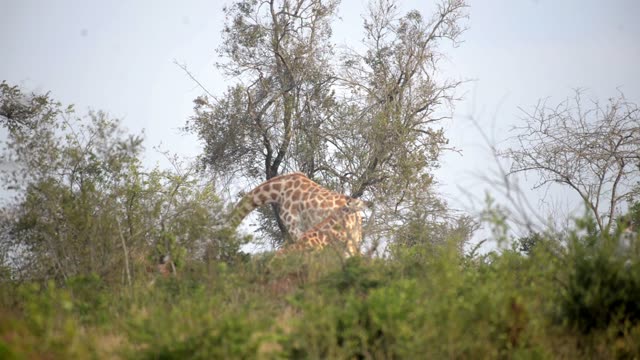 Giraffe Herd In Open Grassland