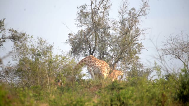 Giraffe Walking Among Palm Trees