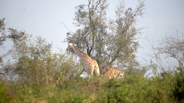 Giraffe Herd In Open Grassland
