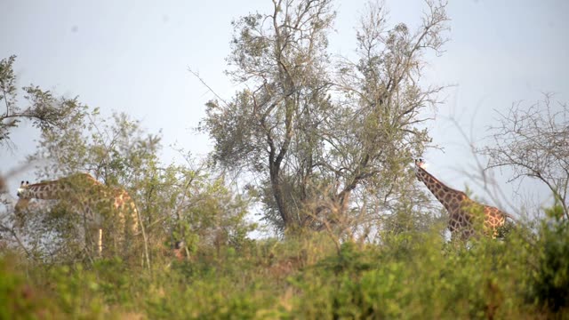Giraffe Walking Among Palm Trees