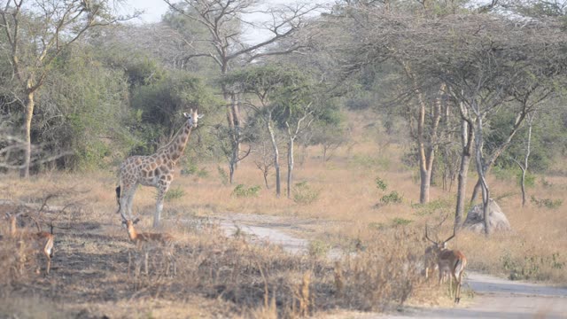 Giraffe Herd In Open Grassland