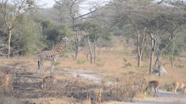 Giraffe Walking Among Palm Trees