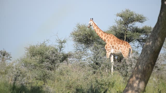 Giraffe Herd In Open Grassland
