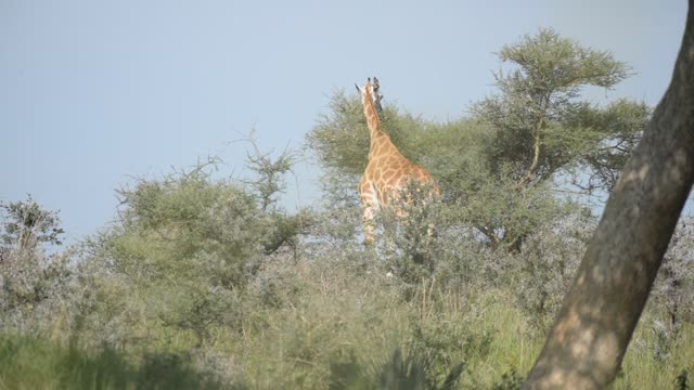 Giraffe Walking Among Palm Trees