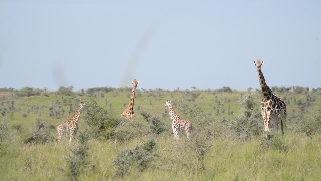 Giraffe Herd In Open Grassland
