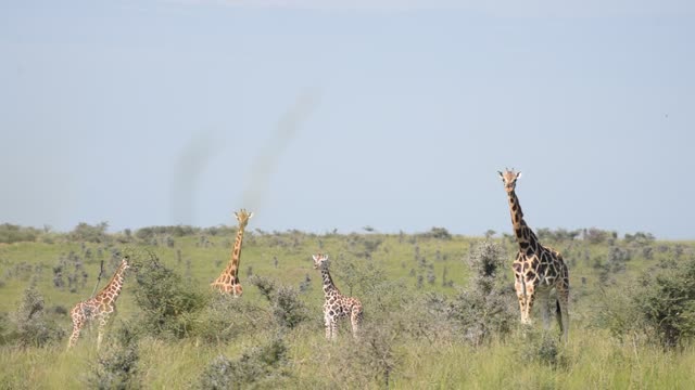 Giraffe Walking Among Palm Trees
