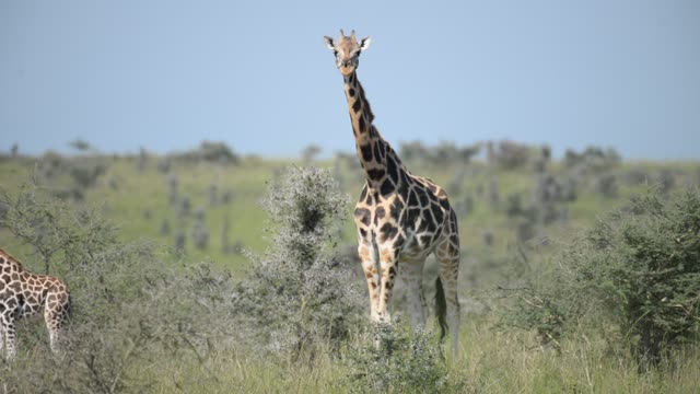 Giraffe Herd In Open Grassland