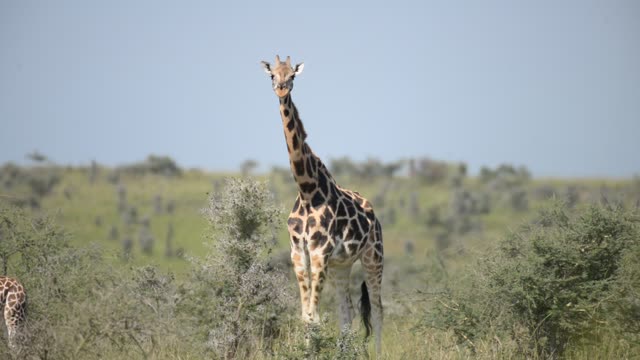 Giraffe Walking Among Palm Trees