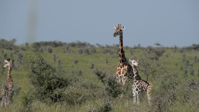 Giraffe Herd In Open Grassland
