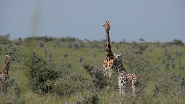Giraffe Walking Among Palm Trees