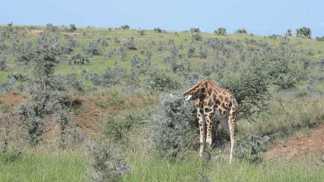 Giraffe Herd In Open Grassland