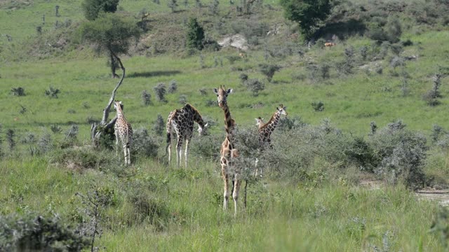 Giraffe Walking Among Palm Trees