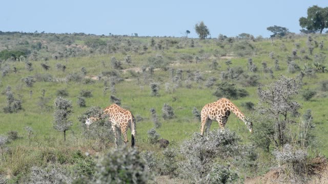 Giraffe Herd In Open Grassland
